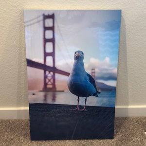Sea Gulls of the Golden Gate